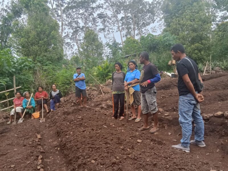 Kelompok Tani Sehati Razong Koe saat membuka lahan baru untuk menanam sayur. (Foto: Nardin Lonnista/GBRNews.id)