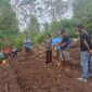 Kelompok Tani Sehati Razong Koe saat membuka lahan baru untuk menanam sayur. (Foto: Nardin Lonnista/GBRNews.id)