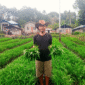 Aloysius Narto tampak memegang sayur kangkung di lahannya. (Foto: Nardin Lonista)