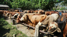 Ilustrasi sapi kurban nasional menjelang Hari Raya Iduladha 2026.